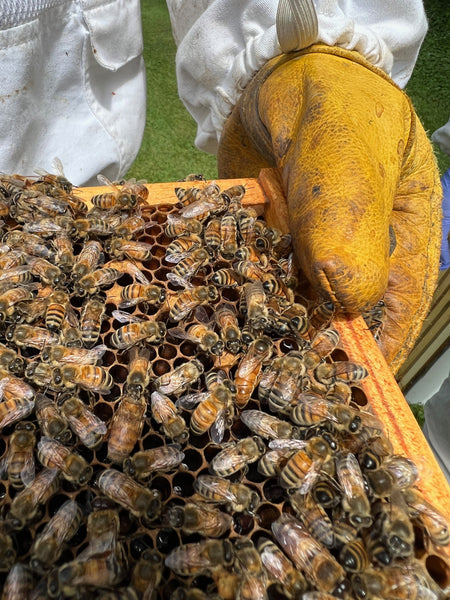 Apiary Tour