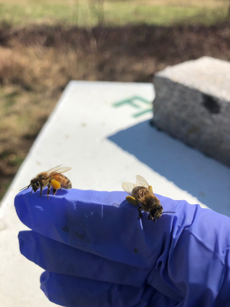 Apiary Tour