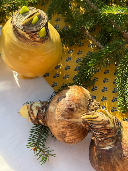 Beeswax Dipped Amaryllis Bulbs