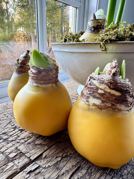 Beeswax Dipped Amaryllis Bulbs