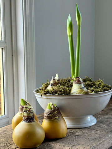 Beeswax Dipped Amaryllis Bulbs