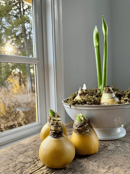 Holiday Centerpiece Class