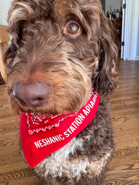 Cotton Bandana