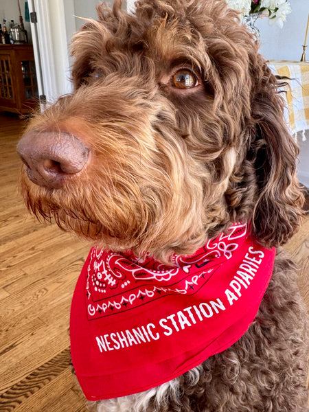 Cotton Bandana