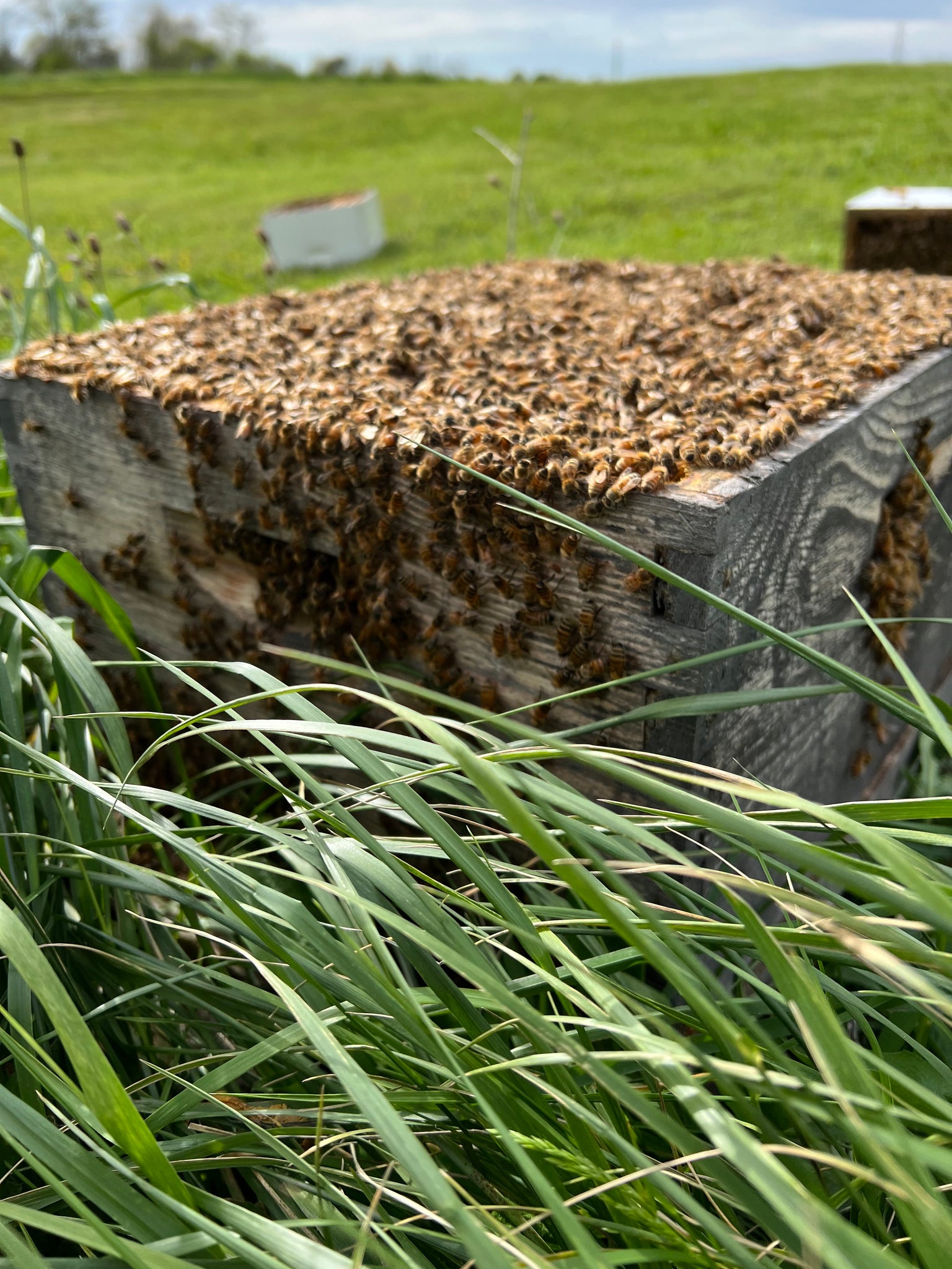 Beekeeper Working Group 2024