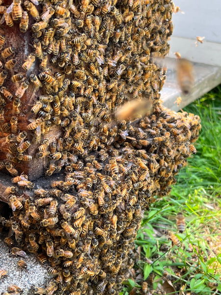 2023 Beekeeper Working Group